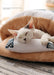 Closed removable and washable cat litter