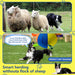 Complete Set Of Golden Retriever Chew-resistant Balls For Entertainment